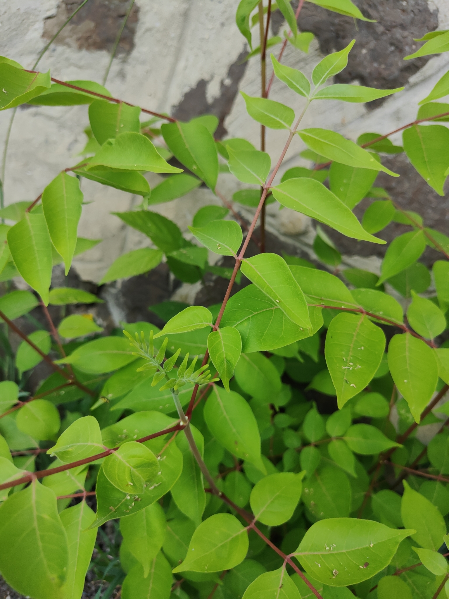 Imagem de Árvore-do-neem-japonês