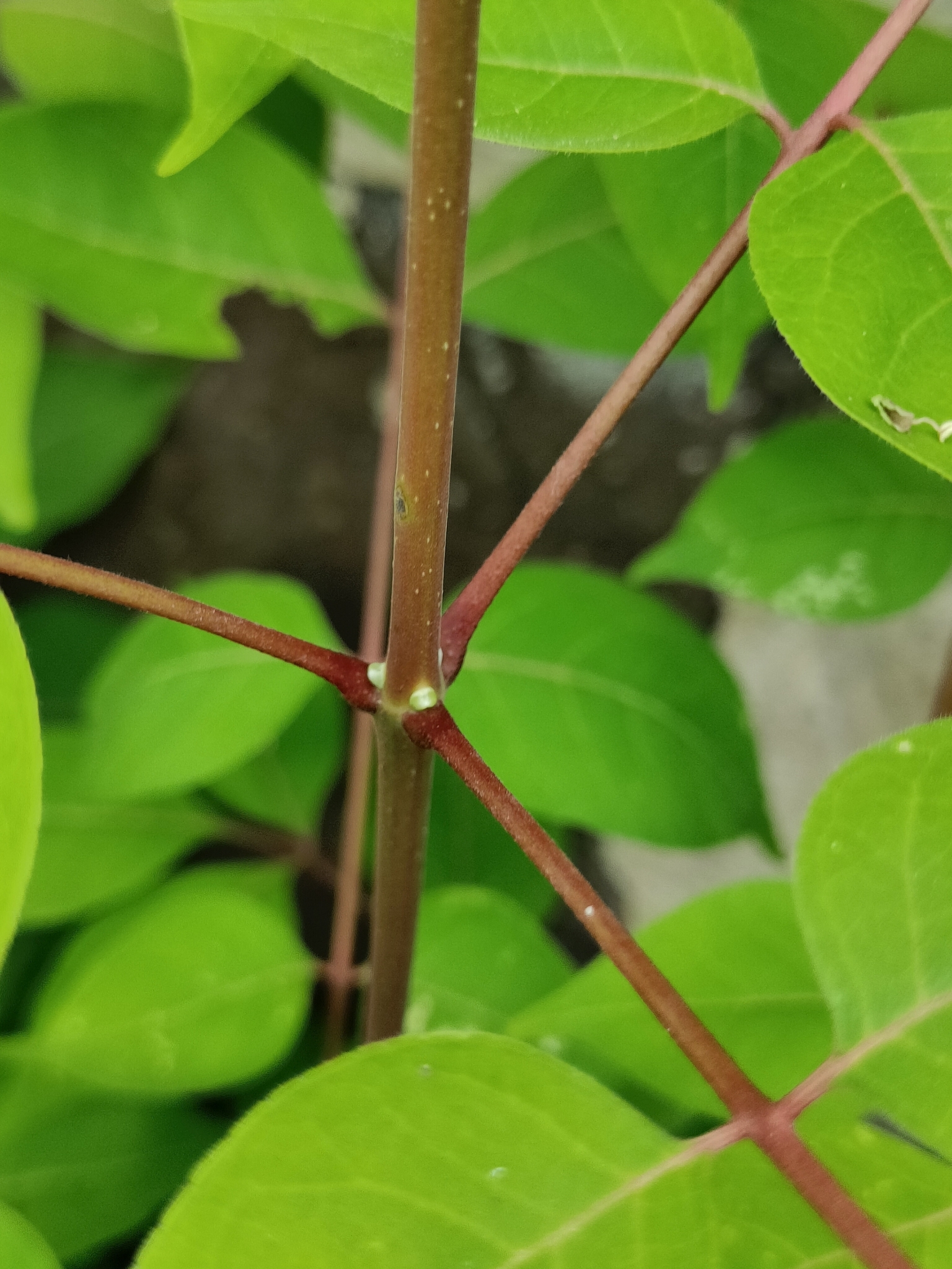 Imagem de Árvore-do-neem-japonês
