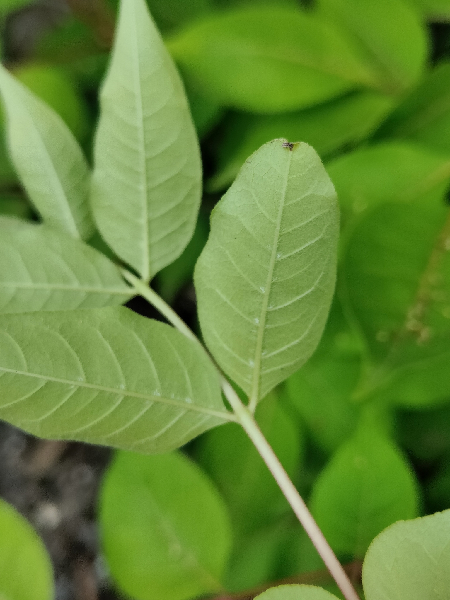 Imagem de Árvore-do-neem-japonês