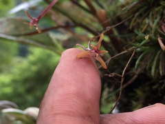 Maxillaria jacquelineana