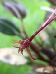 Maxillaria jacquelineana