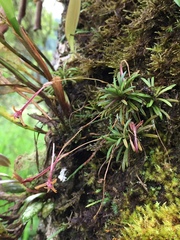 Maxillaria jacquelineana