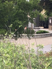 Haemorhous mexicanus