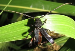 Physocnemum brevilineum