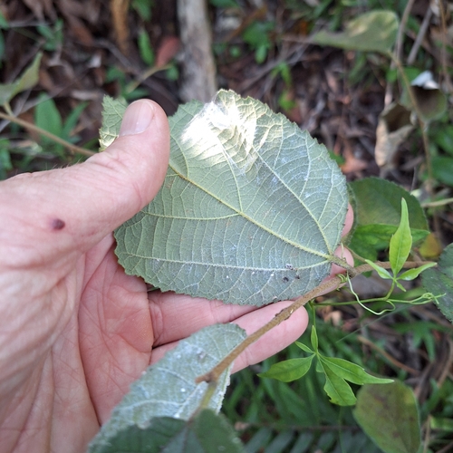 Image of Grewia latifolia by (c) Greg Tasney, some rights reserved (CC BY-SA)