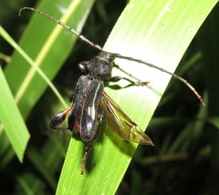 Physocnemum brevilineum