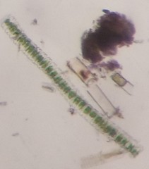 Desmidium