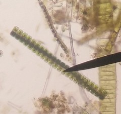 Desmidium