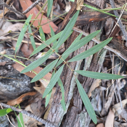fire pea (Tephrosia bidwillii)