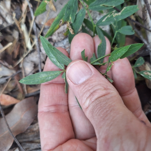 Image of Tephrosia bidwillii by (c) Greg Tasney, some rights reserved (CC BY-SA)