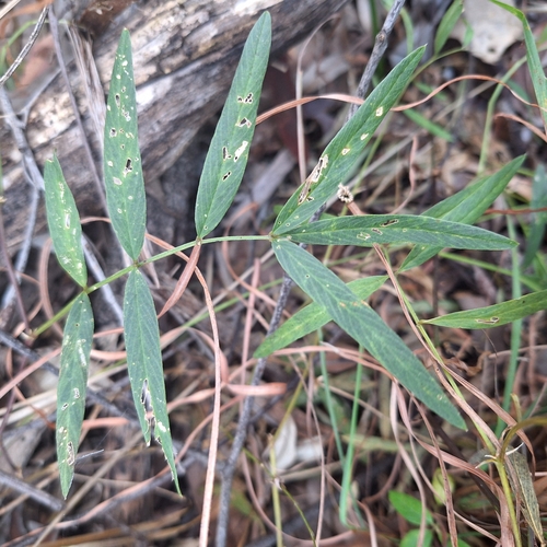 Image of Tephrosia bidwillii by (c) Greg Tasney, some rights reserved (CC BY-SA)