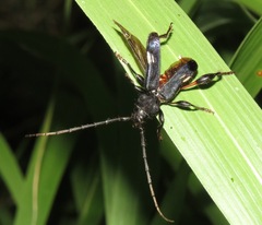 Physocnemum brevilineum