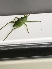 Paracyrtophyllus robustus