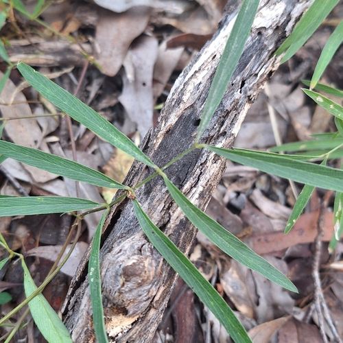 Image of Tephrosia bidwillii by (c) Greg Tasney, some rights reserved (CC BY-SA)