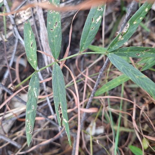 Image of Tephrosia bidwillii by (c) Greg Tasney, some rights reserved (CC BY-SA)