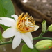 Passiflora costata - Photo (c) Rogério Gribel, some rights reserved (CC BY-NC-ND), uploaded by Rogério Gribel