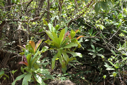 Kardal (Ancistrocladus heyneanus)