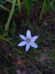 Sisyrinchium