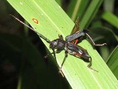 Physocnemum brevilineum