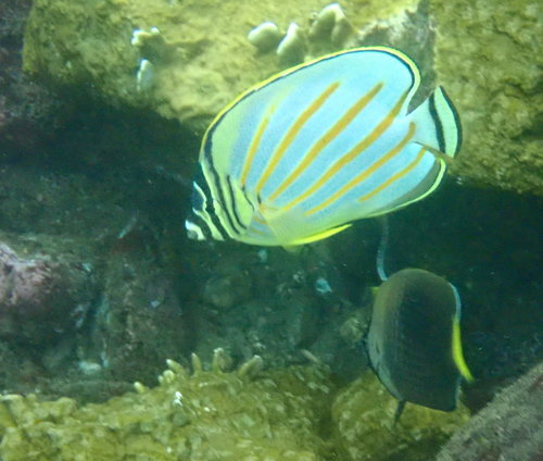 Clown Butterflyfish