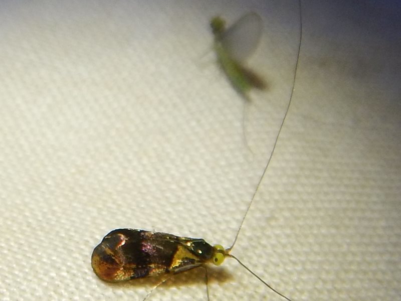 Nemophora brachypetala