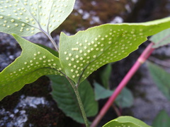 Cyrtomium caryotideum