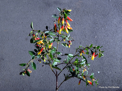Justicia floribunda