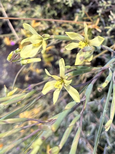 Schlechter's Homeria (Moraea schlechteri)