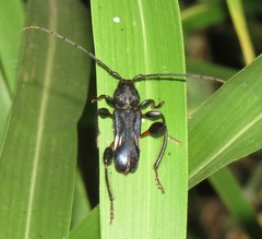 Physocnemum brevilineum