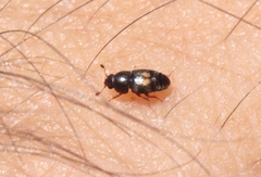 Carpophilus hemipterus