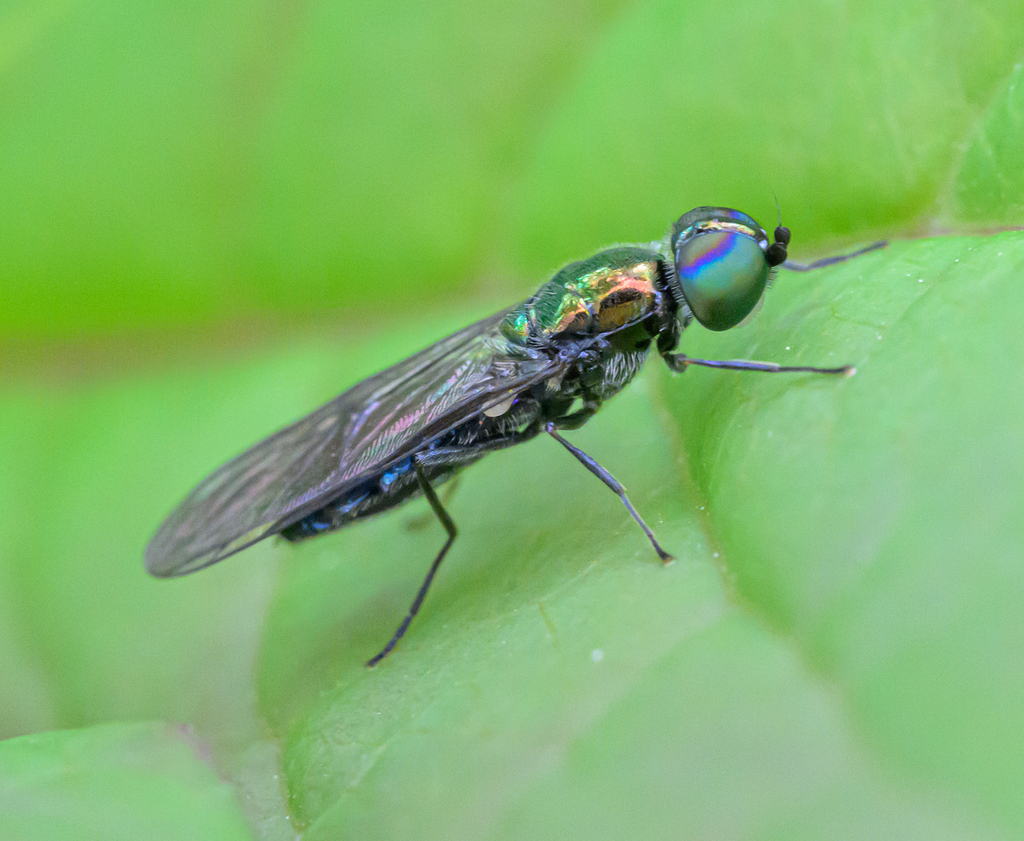 Iridescent Centurion Fly