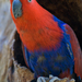 Eclectus - Photo (c) Peter Nijenhuis, alguns direitos reservados (CC BY-NC-ND)