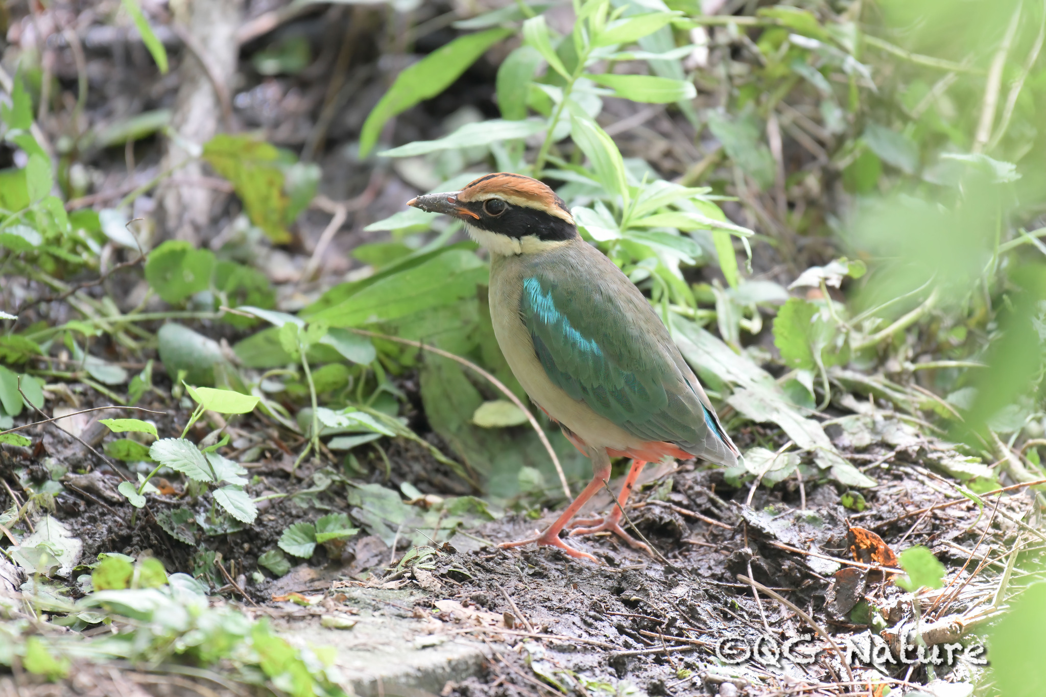 Fairy Pitta
