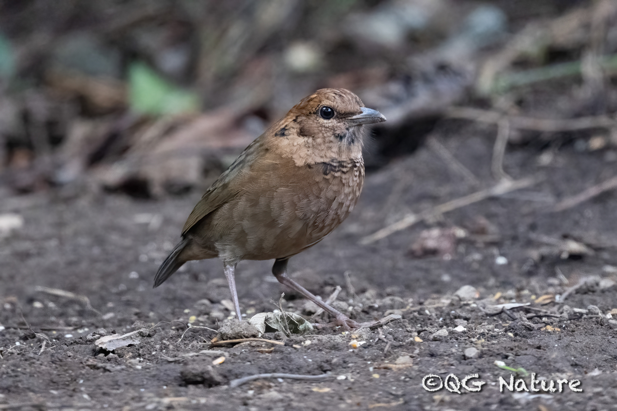 Rusty-naped Pitta
