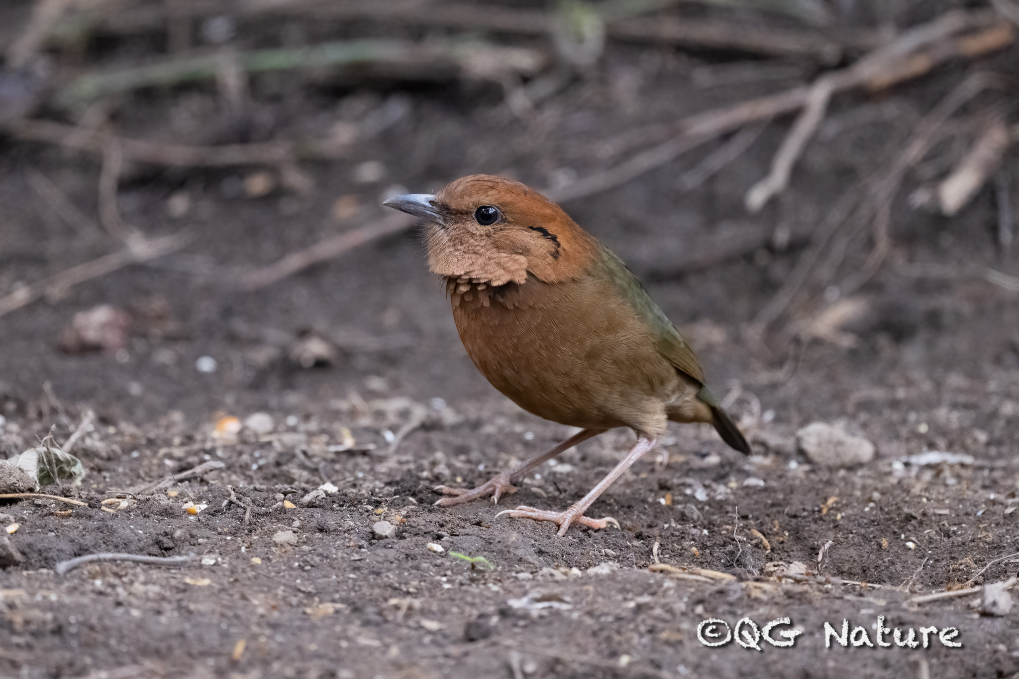 Rusty-naped Pitta