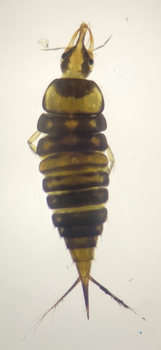 Hyphydrus ovatus