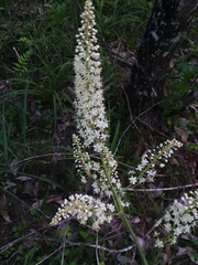 Stenanthium texanum