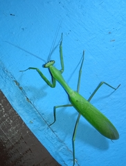 Hierodula membranacea