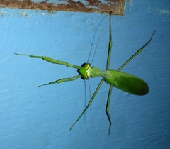 Hierodula membranacea