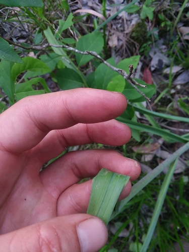 Image of Stenanthium texanum by (c) Will McFarland, some rights reserved (CC BY)