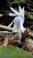 Monotropastrum humile glaberrimum