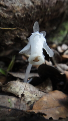 Monotropastrum humile glaberrimum