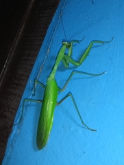 Hierodula membranacea