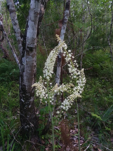 Image of Stenanthium texanum by (c) Will McFarland, some rights reserved (CC BY)