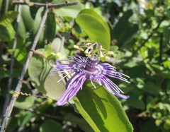Passiflora subrotunda