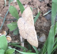 Cosymbiini
