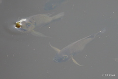 Sarotherodon melanotheron