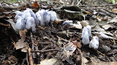 Monotropastrum humile glaberrimum