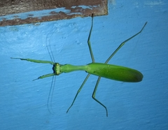 Hierodula membranacea