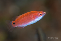 Ruby-Headed Fairy Wrasse photo 2